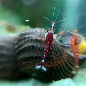 Meet your Posher, Tommy